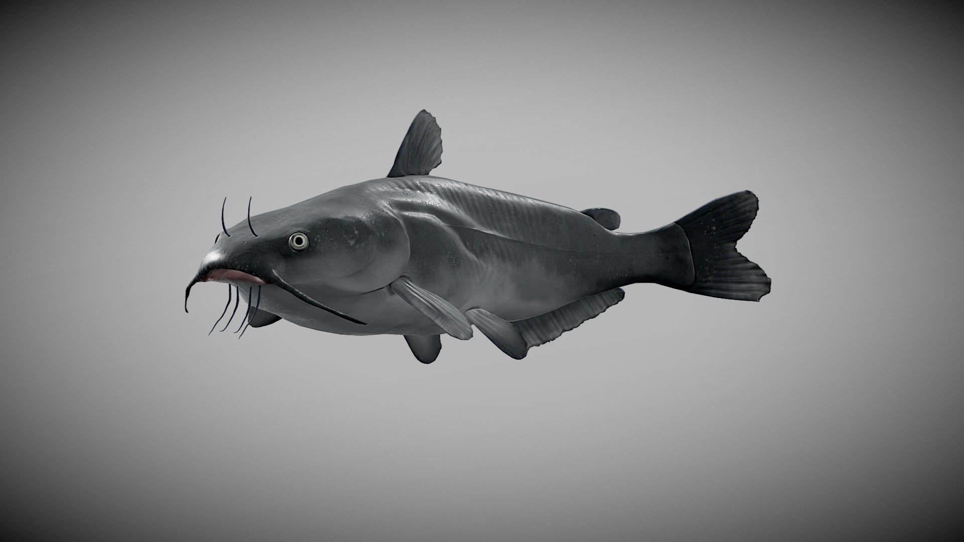 Blue catfish, created in Blender, Zbrush Core and Substance Painter original blender file in the Zip folder uploaded!

Textures 4096x4096:* - body: albedo, roughness, Ambient occlusion, normal - eyes and fins: albedo, roughness, Ambient occlusion, normal, opacity - mane and tail: color node, normal and opacity

Original Blender file with PBR materials in the zip file

wiki: The blue catfish (Ictalurus furcatus) is a large species of North American catfish, reaching a length of 65 in (170 cm) and a weight of 165 lb (75 kg). The continent’s largest, it can live to 20 years, with a typical fish being between 25–46 in (64–117 cm) and 30–70 lb (14–32 kg). Native distribution is primarily in the Mississippi River and Louisiana drainage systems, including the Missouri, Ohio, Tennessee, and Arkansas Rivers, the Des Moines River in south-central Iowa, the Rio Grande, and south along the Gulf Coast to Belize and Guatemala 3d model