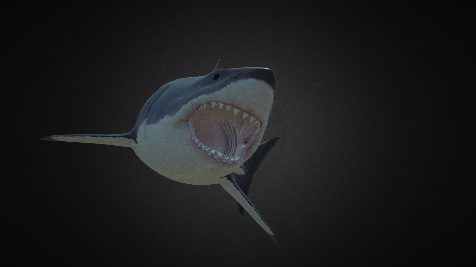 Personal project. Game ready model of a great white shark. 4K texture (PBR), 21988 tris 3d model