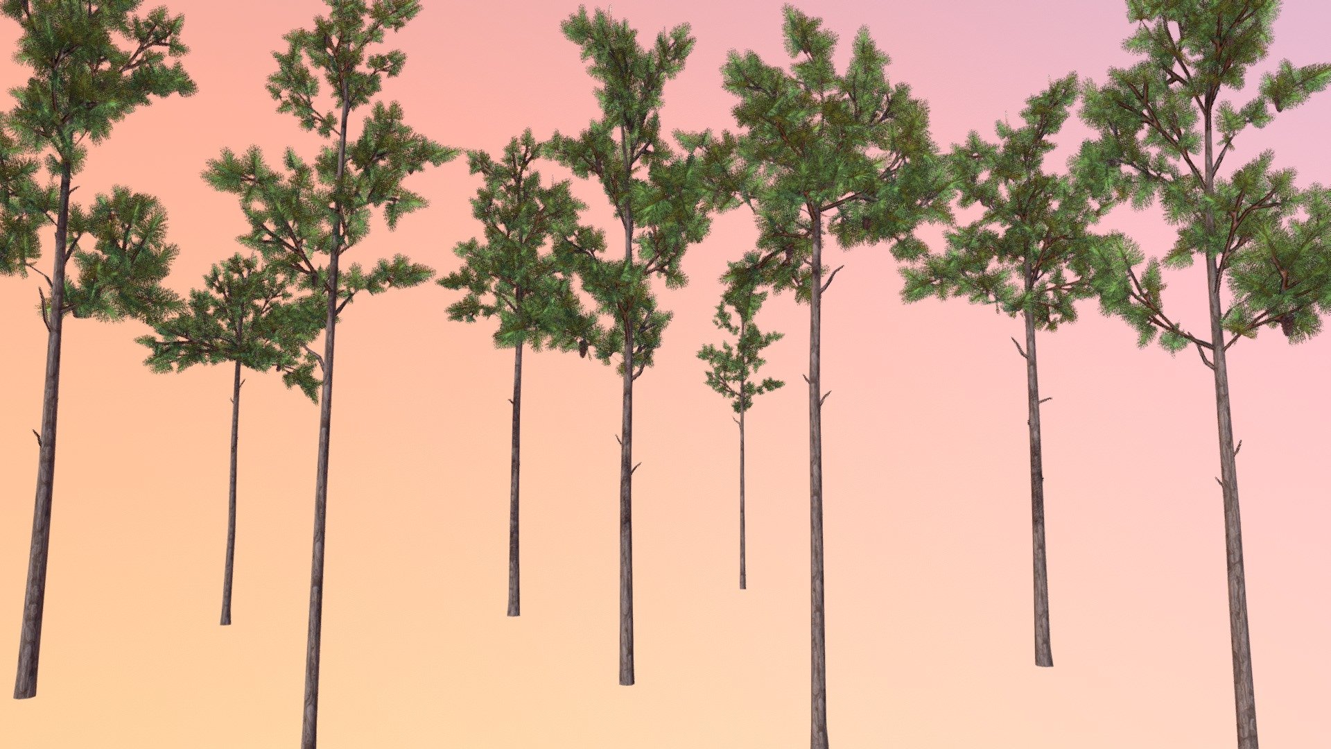 Longleaf pine (Pinus palustris)

University of Central Florida Ⓒ 2017

3D Artist Credit: Zachary Bledsoe

The Harrington Lab, UCF




 - Longleaf pine (Pinus palustris) - 3D model by Virtual UCF Arboretum (@VirtualUCFArboretum) 3d model