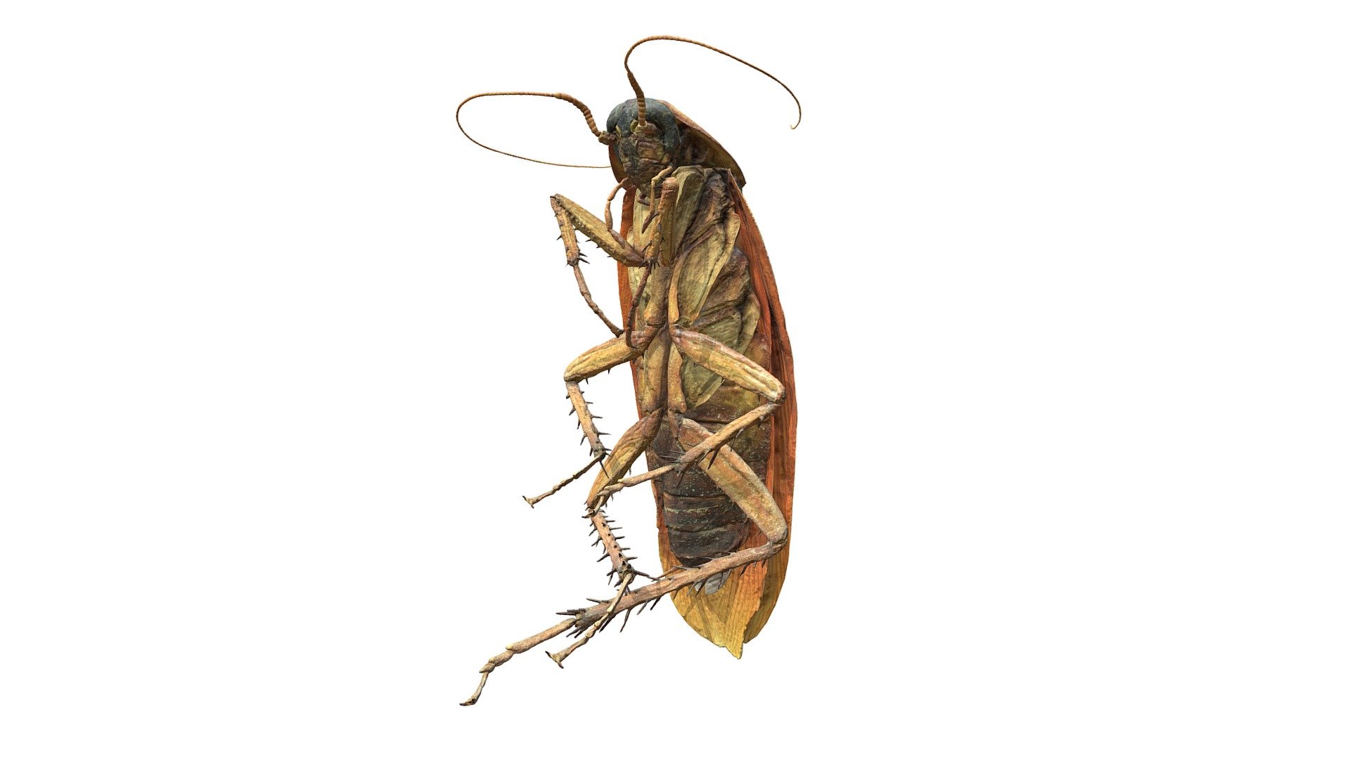 This is a 3D scan of a cockroach I bought on etsy. It's part of a larger project where I combined 3D modeled assets with photogrammetry (see http://whatswrongwithwhite.tumblr.com/image/177884973392 ). I used a lot of custom photo equipment (macro lens, polarization filters, extension tubes and a 3D printed cockroach holder from shapeways). For cleanup I used blender (cleaning up holes, chopping up into body parts, modeling deatils). For the final material design and export Substance Painter did a great job.

Making Of:
http://whatswrongwithwhite.tumblr.com/playroach

full scene:
https://skfb.ly/6BPQU

Used in this NYT article:
https://www.nytimes.com/interactive/2018/10/25/multimedia/bugs-halloween-kids-ar-ul.html - Cockroach (3D photogrammetry scan) - Download Free 3D model by Kathrin&Christian (@extracrispi) 3d model