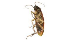 Cockroach (3D photogrammetry scan) insect, sculpting, macross, cockroach, 3dscanning, helicon, heliconfocus, heliconremote, substancepainter, substance, photogrammetry, blender, blender3d, 3dscan