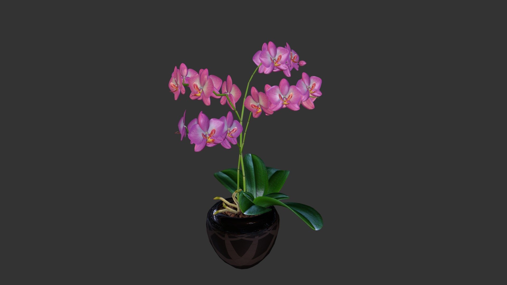 Vanilla Orchid - Pink Version - Vanilla Orchid - 3D model by Justyn 3d model