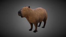 Capibara rat, america, latin, capibara, animal