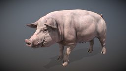 Animalia pig, quadruped, gim, animalia, animal, animated