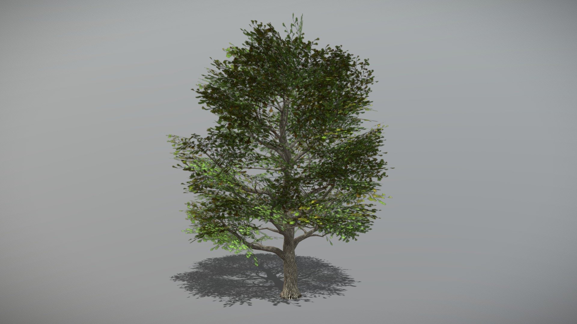 Animated Oak tree + FBX LOD Model

• LOD0 = 6,437 Tris

• LOD1 = 3,217 Tris

• LOD2 = 1,622 Tris
 - Oak 1 (Animated Tree) - Buy Royalty Free 3D model by bsp 3d model