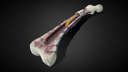 3D Bone Anatomy