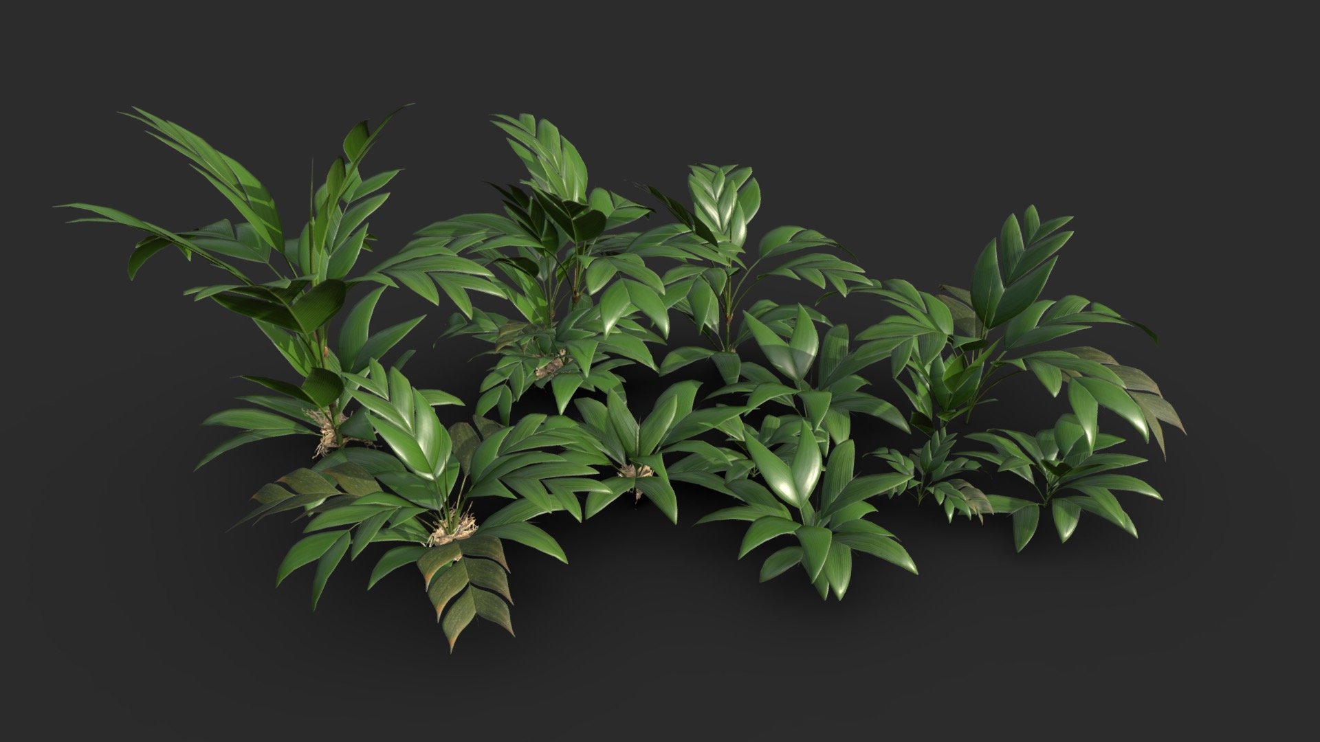 This tasi palm set includes 8 different tropical palm shrubs and a modular set including 6 trunks and 10 foliage’s heads. The 25 palm props are ready for game in lowpoly and PBR.

Those small palms growth up to 2 m height mostly undergrowth of tropical rainforests (in all Amazon Bassin). 

The assets is available in realistic style and can be used in any game (post-apocaliptic, first or third person, GTA like, survival… ). All objects share a unique material for the best optimization for games.

Those AAA game assets pack  will embellish your scene and add more details which can help the gameplayand the game design. 

SPECIFICATIONS




Objects : 25

Polygons : 21076

GAME SPECS




LODs : Yes (inside FBX for Unity &amp; Unreal)

Numbers of LODs : 4

Collider : Yes

TEXTURES




Materials in scene : 2

Textures sizes : 2K (1K for the billboard)

Textures types : Base Color, Metallic, Roughness, Normal (DirectX &amp; OpenGL), Heigh &amp; AO (also Unity &amp; Unreal ARM workflow maps)

Textures format : PNG
 - Modular Tasi Palm Trees - Geonoma Baculifera - Buy Royalty Free 3D model by KangaroOz 3D (@KangaroOz-3D) 3d model