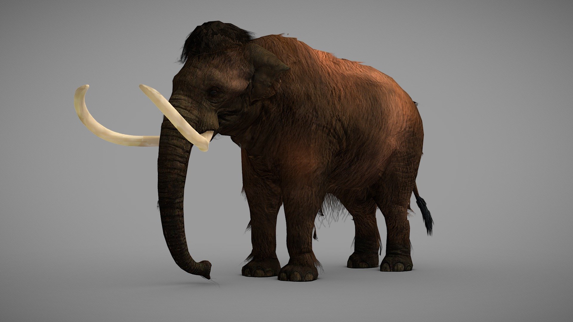 Mammuthus primigenius rigged model



The model has textures and retopology.
It is rigged and useful for animation and Game-character creation.

If you liked the model, please, leave a positive review! - Woolly Mammoth - Rigged - Buy Royalty Free 3D model by Iofry 3d model