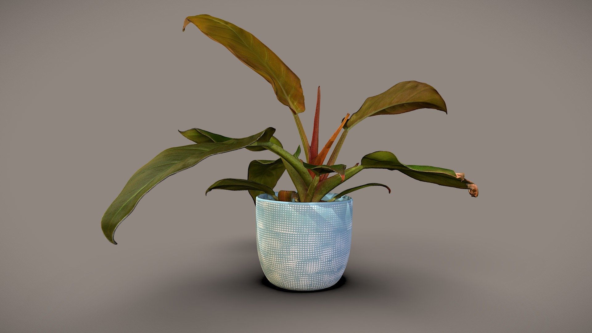 Model includes 8k Diffuse map, 4k Normal map, 4k ambient occlusion map and 4k subsurface map

Photos taken with 4x24mpix cameras and various lenses

Processed with Metashape + Blender + Instant meshes - Philodendron Imperial red - Buy Royalty Free 3D model by Lassi Kaukonen (@thesidekick) 3d model