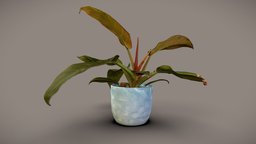 Philodendron Imperial red plant, plants, houseplant, houseplants, photogrammetry, 3dscan, philodendron, philodendron-imperial-red