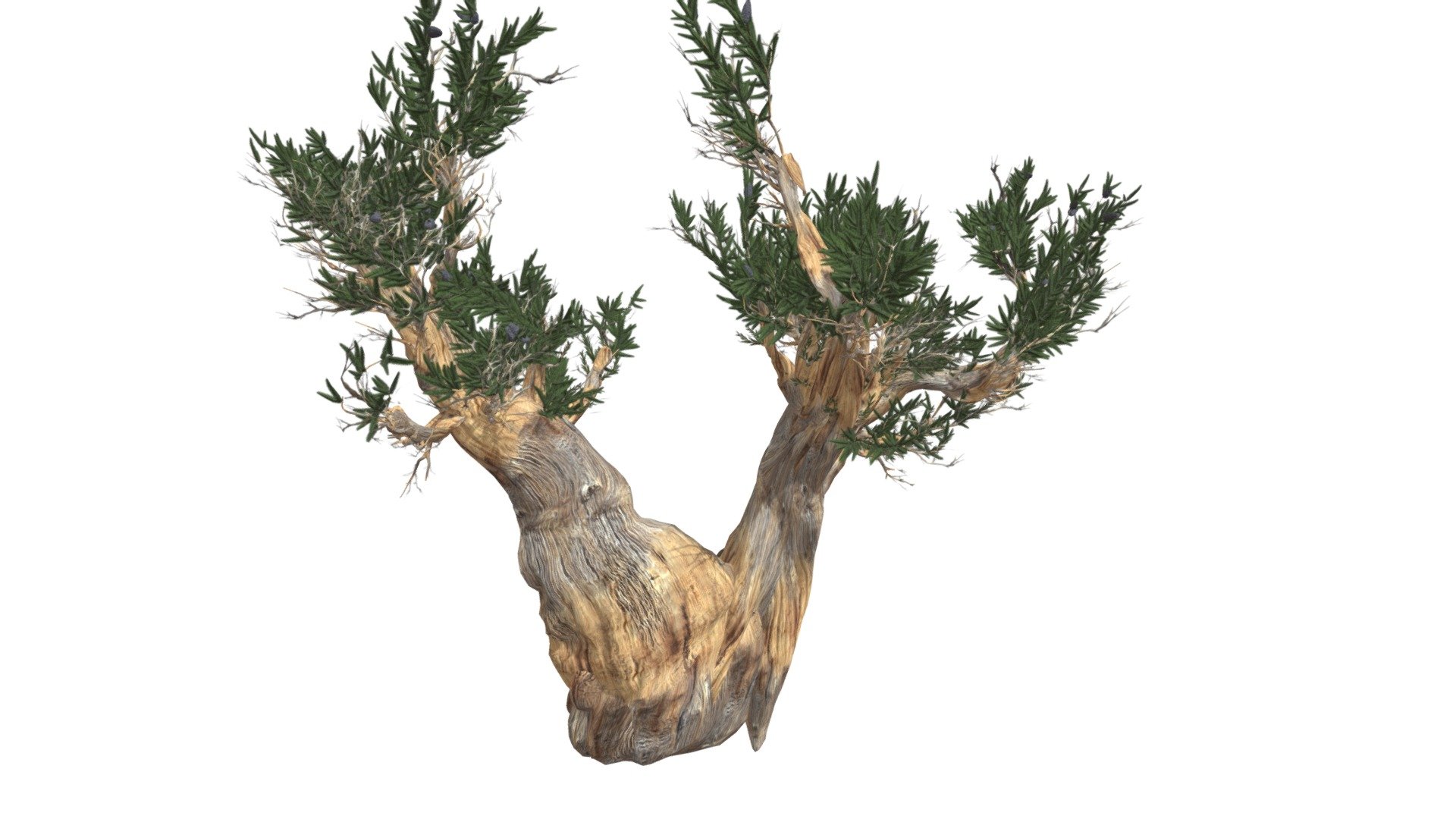 This 3D model of the Bristlecone Pine Tree is a highly detailed and photorealistic option suitable for architectural, landscaping, and video game projects. The model is designed with carefully crafted textures that mimic the natural beauty of a real Bristlecone Pine Tree. Its versatility allows it to bring a touch of realism to any project, whether it’s a small architectural rendering or a large-scale landscape design. Additionally, the model is optimized for performance and features efficient UV mapping. This photorealistic 3D model is the perfect solution for architects, landscapers, and game developers who want to enhance the visual experience of their project with a highly detailed, photorealistic Bristlecone Pine Tree 3d model