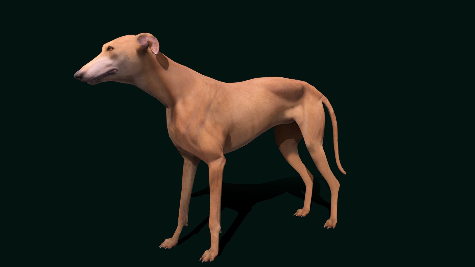 English Greyhound Dog(fastest dog breed)sighthound  

Canis lupus familiaris Animal Mammal( Racing,Hunting) Pet,Cute,S-shaped

1 Draw Calls

Lowpoly (Multires)

Game Ready 

Subdivision Surface Ready

12- Animations (Root/In_Place)UnrealBone

4K PBR Textures Material

Unreal FBX (Unreal 4,5 Plus)

Unity FBX

Blend File 3.6.5 LTS

USDZ File (AR Ready). Real Scale Dimension (Xcode ,Reality Composer, Keynote Ready)

Textures Files

GLB File (Unreal 5.1 Plus Native Support)


Gltf File ( Spark AR, Lens Studio(SnapChat) , Effector(Tiktok) , Spline, Play Canvas,Omiverse ) Compatible




Triangles -15882



Faces -8745

Edges -16758

Vertices -8124

Diffuse, Metallic, Roughness , Normal Map ,Specular Map,AO
 The English Greyhound, or simply the Greyhound, is a breed of dog, a sighthound which has been bred for coursing, greyhound racing and hunting. Since the rise in large-scale adoption of retired racing Greyhounds, the breed has seen a resurgence in popularity as a family pet 3d model