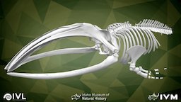 UAM-15988 -- Balaena mysticetus skeleton, science, ivl, imnh, 3d