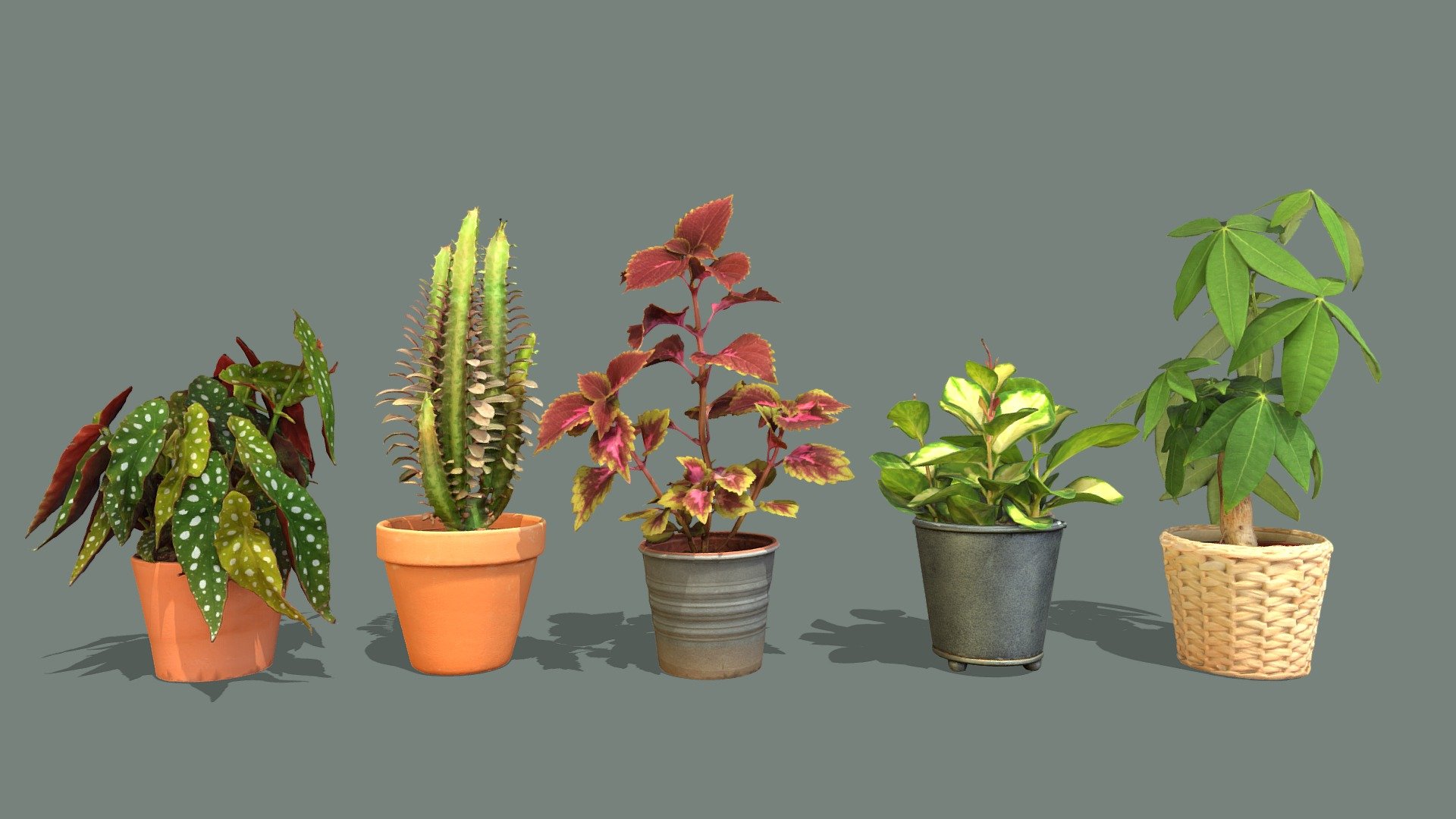 This pack includes individual high poly models and low poly version (about 80k vertices) from each plant.

8k diffuse maps, 4k normal maps, 4k ambient occlusion maps, 4k subsurface maps 3d model