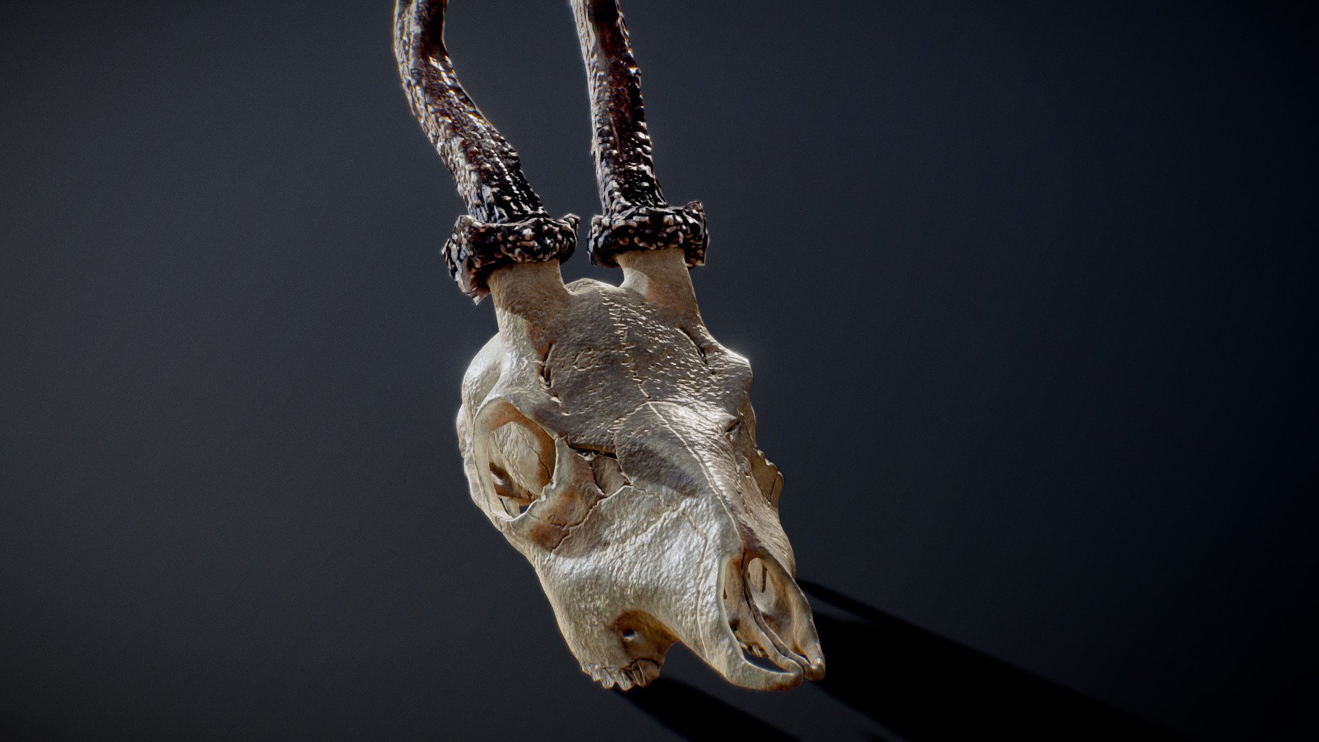 professionally modeled roe deer skull, sculpted, retopologized, and textured by hand. this skull was modeled after real life reference and has a highly realistic PBR material with 4K Textures. the material comes with diffuse, normal, roughness, subsurface scattering, and subsurface color 3d model