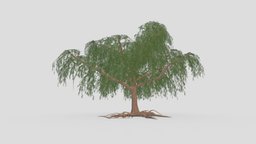 Prosopis Tree- 06