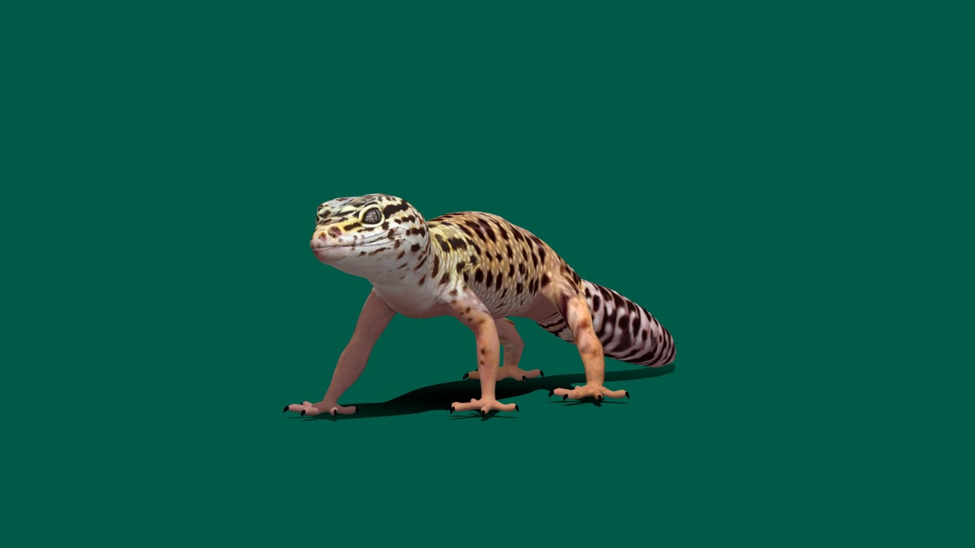 Leopard  Gecko
Idle to Walk Run Animation
Unreal Unity Compatible 
4K PBR Textures Material 
Diffuse,metallic,Roughness,Specular ,AO, Normal Map .
Ref

The leopard gecko or common leopard gecko is a ground-dwelling lizard native to the rocky dry grassland and desert regions of Afghanistan, Iran, Pakistan, India, and Nepal. Wikipedia
Lifespan: 15 years (In the wild)
Scientific name: Eublepharis_macularius
Family: Eublepharidae
Kingdom: Animalia
Order: Squamata
Phylum: Chordata - Leopard Gecko (LowPoly) - 3D model by Nyilonelycompany 3d model