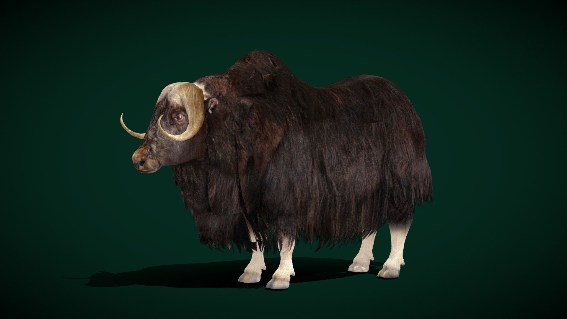 Musk Ox (Bovidae)  Arctic

Ovibos moschatus Animal  Hoofed mammal  (muskoxen) 

1 Draw Calls

Low Poly

GameReady

Subdivision Surface Ready

12 Animations

4K PBR Textures  Materials 

Unreal FBX (Unreal 4,5 Plus)

Unity FBX  

Blend File 3.6.5 LTS

USDZ File (AR Ready). Real Scale Dimension

Textures Files

GLB File (Unreal 5.1  Plus Native Support)


Gltf File ( Spark AR, Lens Studio(SnapChat) , Effector(Tiktok) , Spline, Play Canvas,Omiverse ) Compatible




Triangles : 7673



Vertices  : 4053

Faces     : 4081

Edges     : 8153

Diffuse, Metallic, Roughness , Normal Map ,Specular Map,AO,

The muskox, also spelled musk ox and musk-ox, plural muskoxen or musk oxen, is a hoofed mammal of the family Bovidae. Native to the Arctic, it is noted for its thick coat and for the strong odor emitted by males during the seasonal rut, from which its name derives. 
Scientific name: Ovibos moschatus - Musk Ox Animal (Lowpoly) - Buy Royalty Free 3D model by Nyilonelycompany 3d model