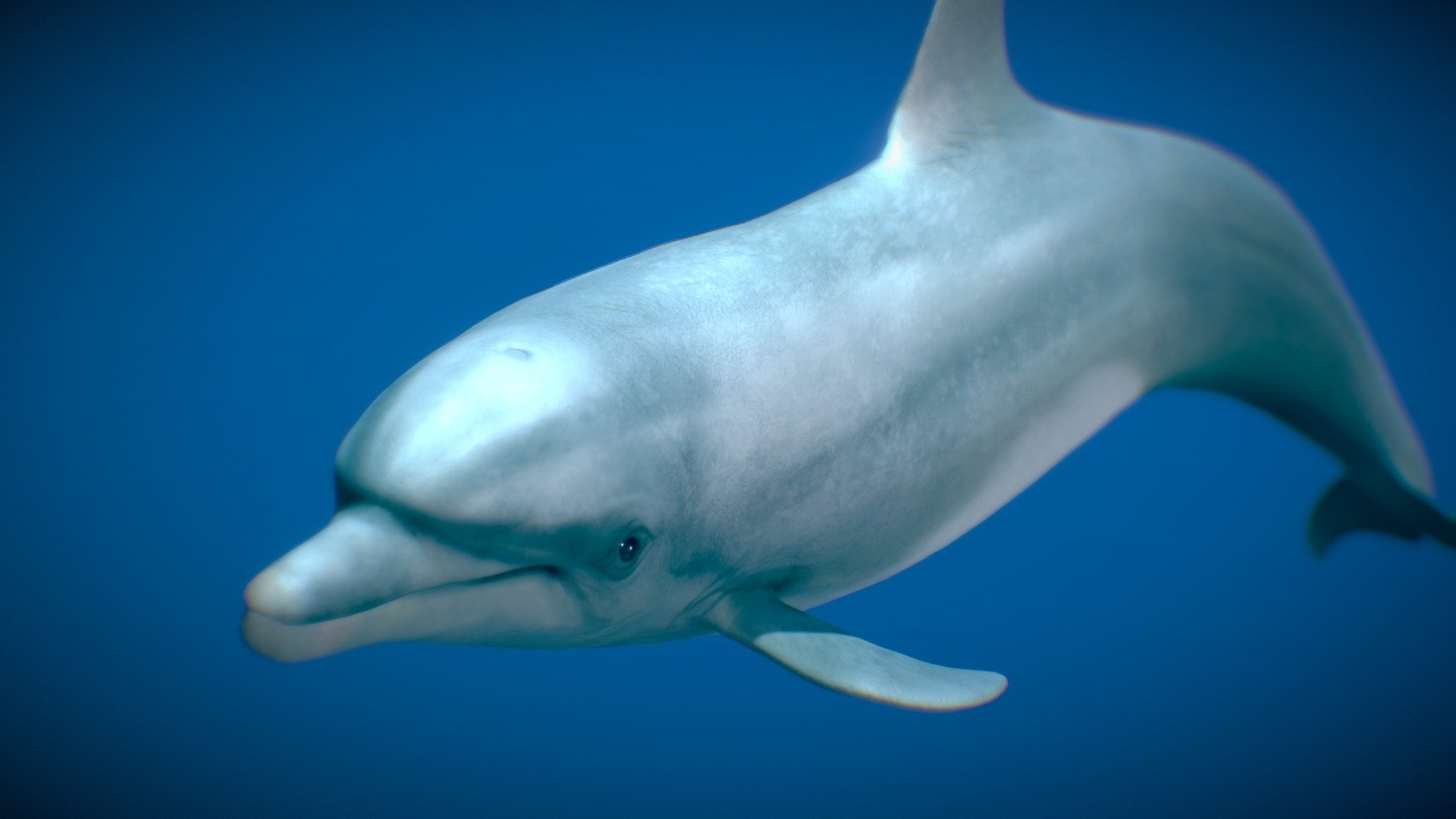 This model can import to Blender. 

Bottlenose Dolphin can share the motions with Atlantic Spotted Dolphin - Bottlenose Dolphin - Buy Royalty Free 3D model by NestaEric 3d model