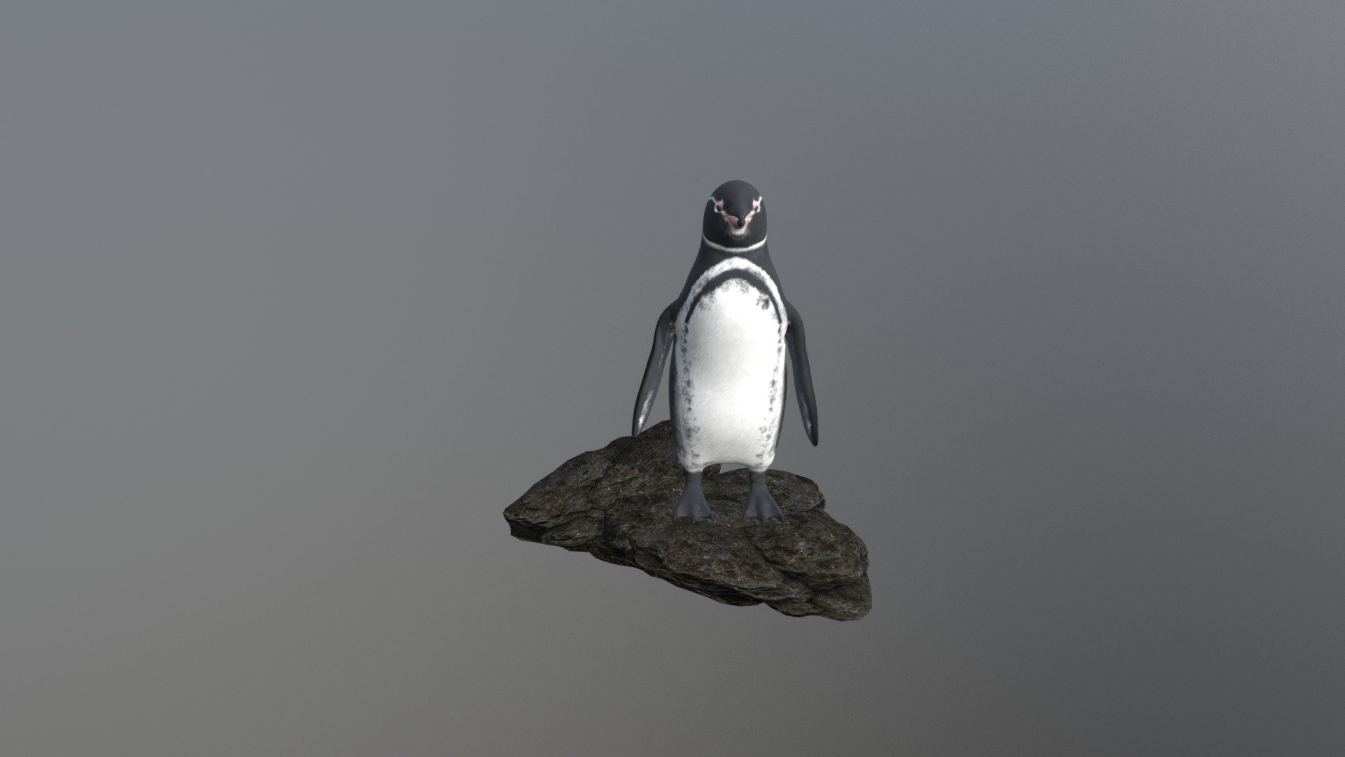 Pinguino de Galápagos - Download Free 3D model by sergio (@sergio9024) 3d model