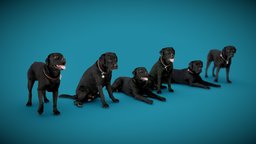 DOGs Six Pack A anatomy, archviz, dog, exterior, animals, photorealistic, pack, dogs, labrador, low-poly-model, offering, 3dprint, photogrammetry, 3dscan, animal, interior, offer-price