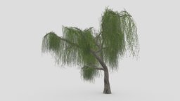Weeping Willow Tree-01