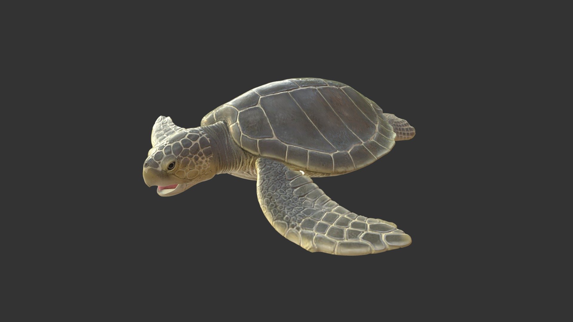 Kemps Ridley Sea Turtle - 3D model by Rob Kennedy (@darumatech) 3d model