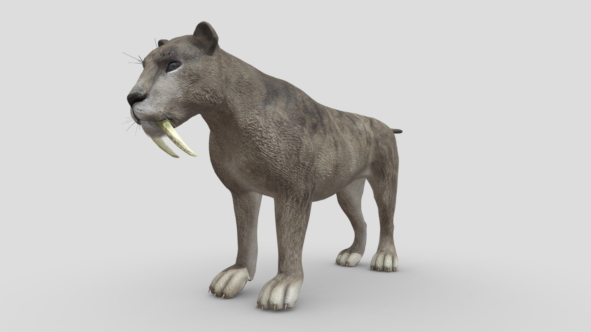 This Gray Sabertooth model has Diffuse and Bump maps (3000x3000).
For use in anything that you would need a bigcat base mesh. Fine fiber effect and Realistic diffuse material.
Very fast rendering – Ready for sculpting.Accurate quad-poly mesh is good for turbosmoothing. Ready for 3d pose rig and animation. Thank you!
 - Sabertooth Gray - 3D model by 1225659838@qq.com (@Novaky) 3d model