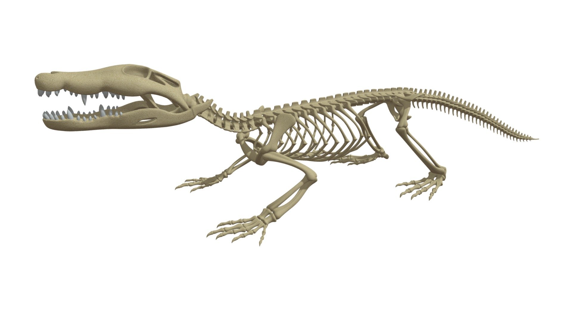 Detailed 3d model of crocodile skeleton.

If you need other 3d formats, please contact us 3d model