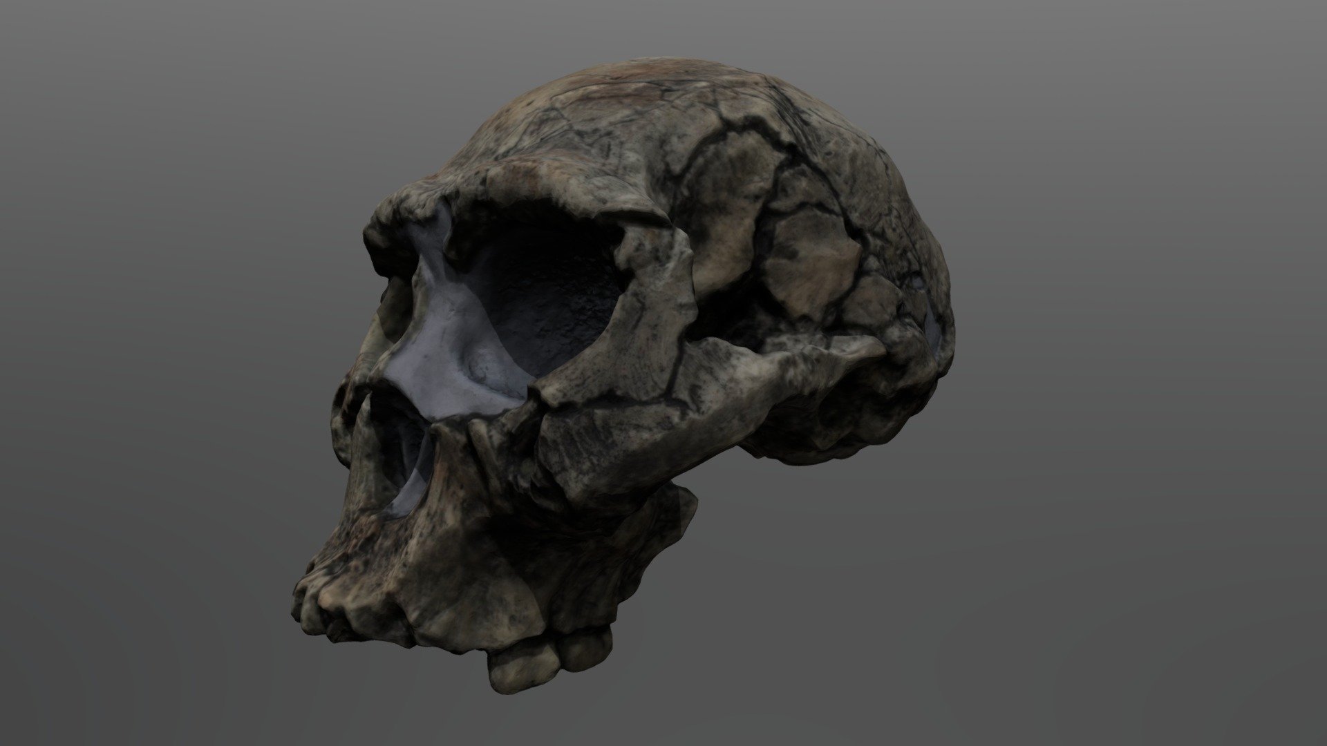 Homo erectus Cranium (Dmanisi 2282, aka Skull 2) - Homo erectus Cranium (Dmanisi 2) - 3D model by UCFanthropology 3d model