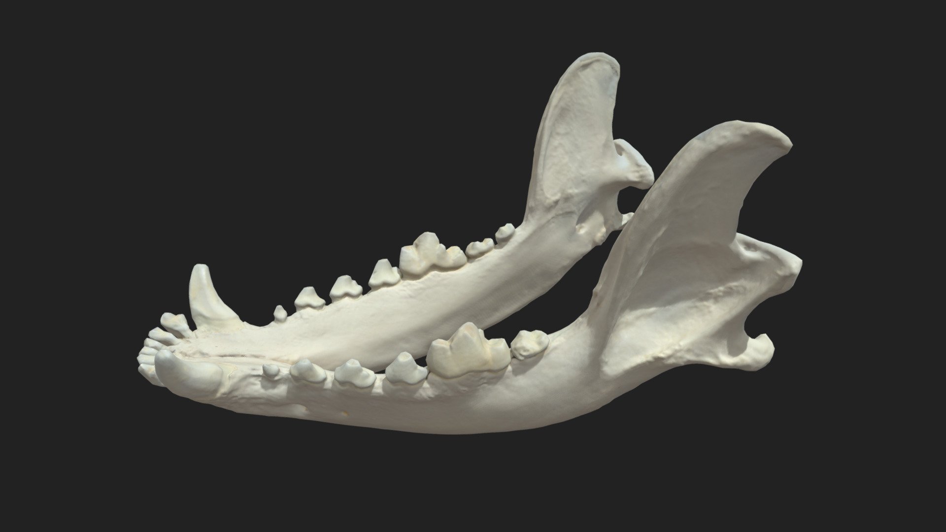 mandible (mandibula) of a dog

size of the specimen: 154 x 76 x 94 mm

3D scanning performed with the structured light scanner “Artec Space Spider” - lower jaw (mandibula) dog - 3D model by vetanatMunich 3d model