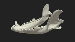 lower jaw (mandibula) dog