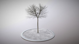 Linde 4 Meter Winter tree, winter, baum, linde