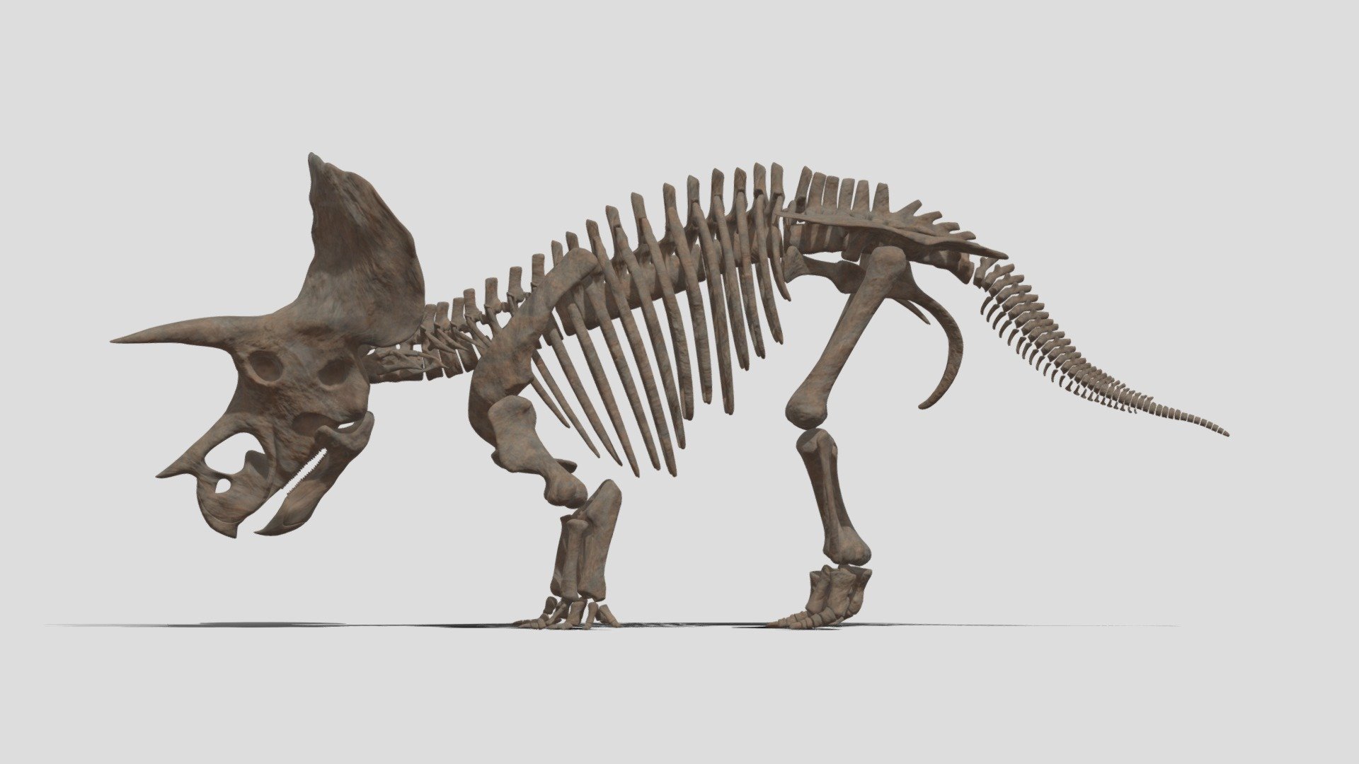 It shows the names of dinosaur bones.

I would appreciate it if you could point out any mistakes.

I'm thinking of a way to compare the bone parts of Tyrannosaurus and Triceratops. 

It will be implemented in the next version 3d model