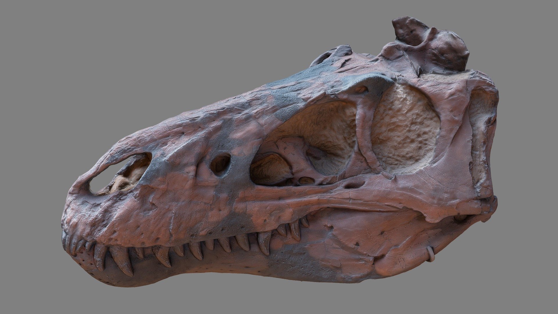 7 years ago, I scanned this Nanotyrannus : https://sketchfab.com/3d-models/nanotyrannus-lancensis-young-t-rex-7b0967fa27674d959647868686b6717b . However, the model was far from perfect.
I figured I would scan it again for the Agisoft Nature Challenge. 

This time, I managed to create a watertight model that should be 3D printable. I also set the number of polygons to 300k on purpose : half the weight of the original model, but with more details ! 

This is a cast of the real fossil of a Nanotyrannus Lancensis found in Gilmore, Montana, in the Hell Creek formation, in 1946. It is about 65 million years old. Scientists used to think Nanotyrannus Lancensis was a species distinct from the famous T-Rex, but recent discoveries tend to show that a nanotyrannus is actually a young T-Rex.

You might ask yourself why the skull is not symmetrical : this deformation occured during the fossilization process.

3D scanned at the Museum d'Histoire Naturelle, Paris, France 3d model