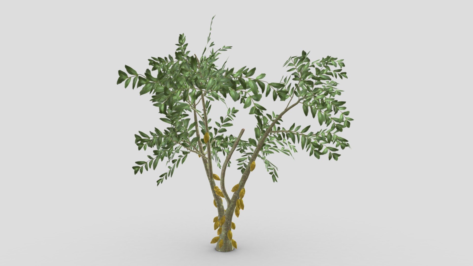 This is a 3D low poly model of a Cacao tree that you can use in your projects.

Info:

Theobroma cacao is a small evergreen tree in the family Malvaceae. Its seeds, cocoa beans, are used to make chocolate liquor, cocoa solids, cocoa butter, and chocolate. Native to the tropics of the Americas, the largest producer of cocoa beans in 2018 was Ivory Coast, at 2.2 million tons 3d model