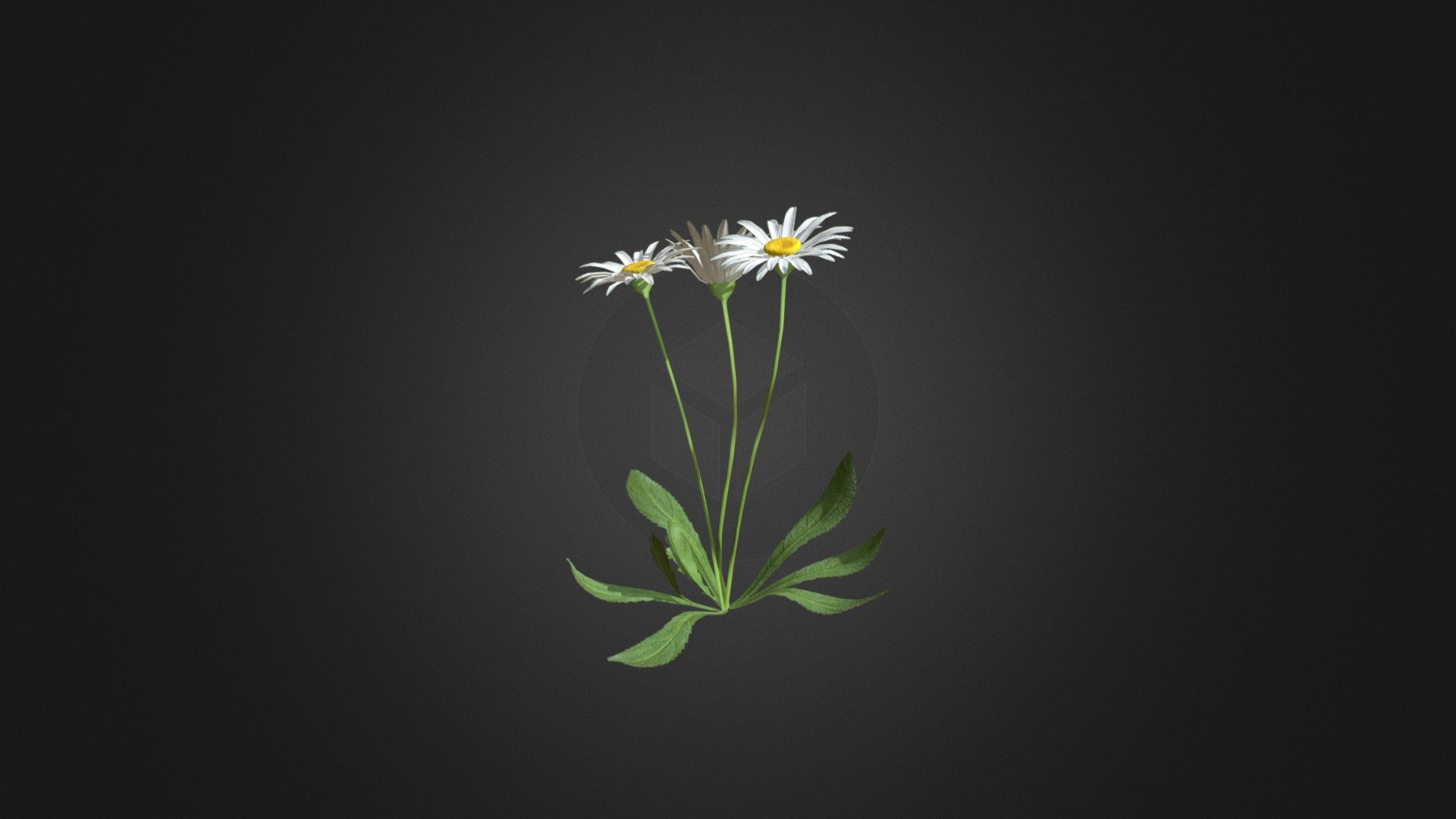 Daisies flowers (Bellis perennis) 3d model. Height: 18cm. Compatible with3ds max 2010 or higher, Cinema 4D and many more 3d model