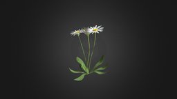 Daisies 3D Model plant, field, forest, grass, flower, ground, wild, herb, daisy, daisies, bellis, perennis