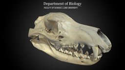 Skull of Tasmanian Tiger (T. cynocephalus) skeleton, extinct, bones