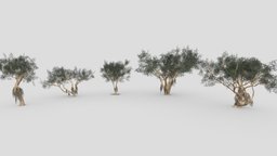 Ficus Benjamina Tree- Pack 04 benjamin, nature, unrealengine, 3dtree, unity, 3d-lowpoly, 3d-lowpoly-benjamina, 3d-ficus-benjamina, 3d-cooloction-benjamina-tree
