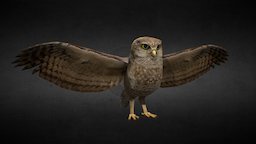 UNIVATES owl, bird, eagle, coruja, lowpolymodel, athene, athene-cunicularia, cunicularia, brows, low-poly, lowpoly, low, poly