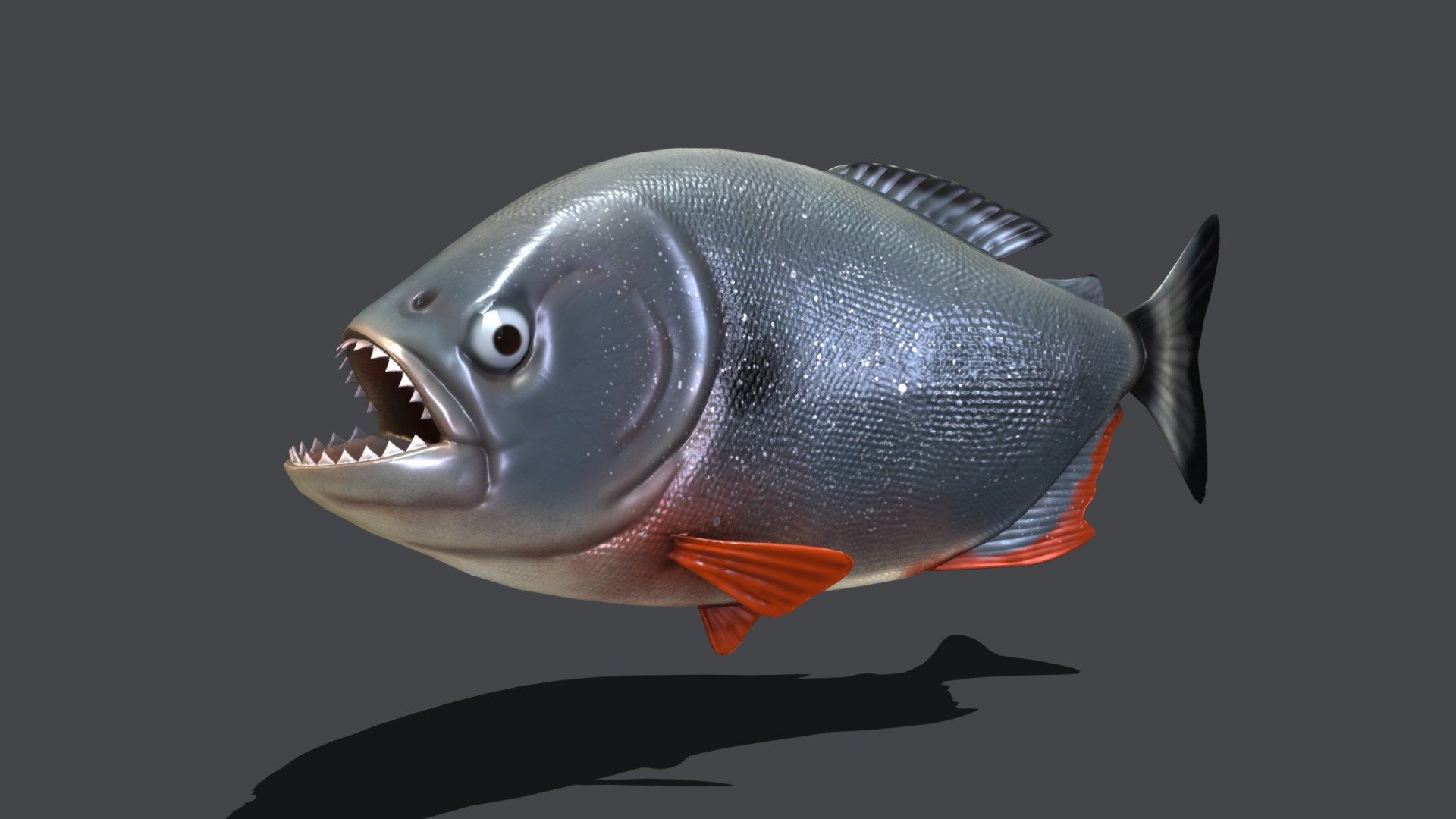 A red-bellied piranha (Pygocentrus nattereri) straight from the Rio Negro in the Amazon 3d model