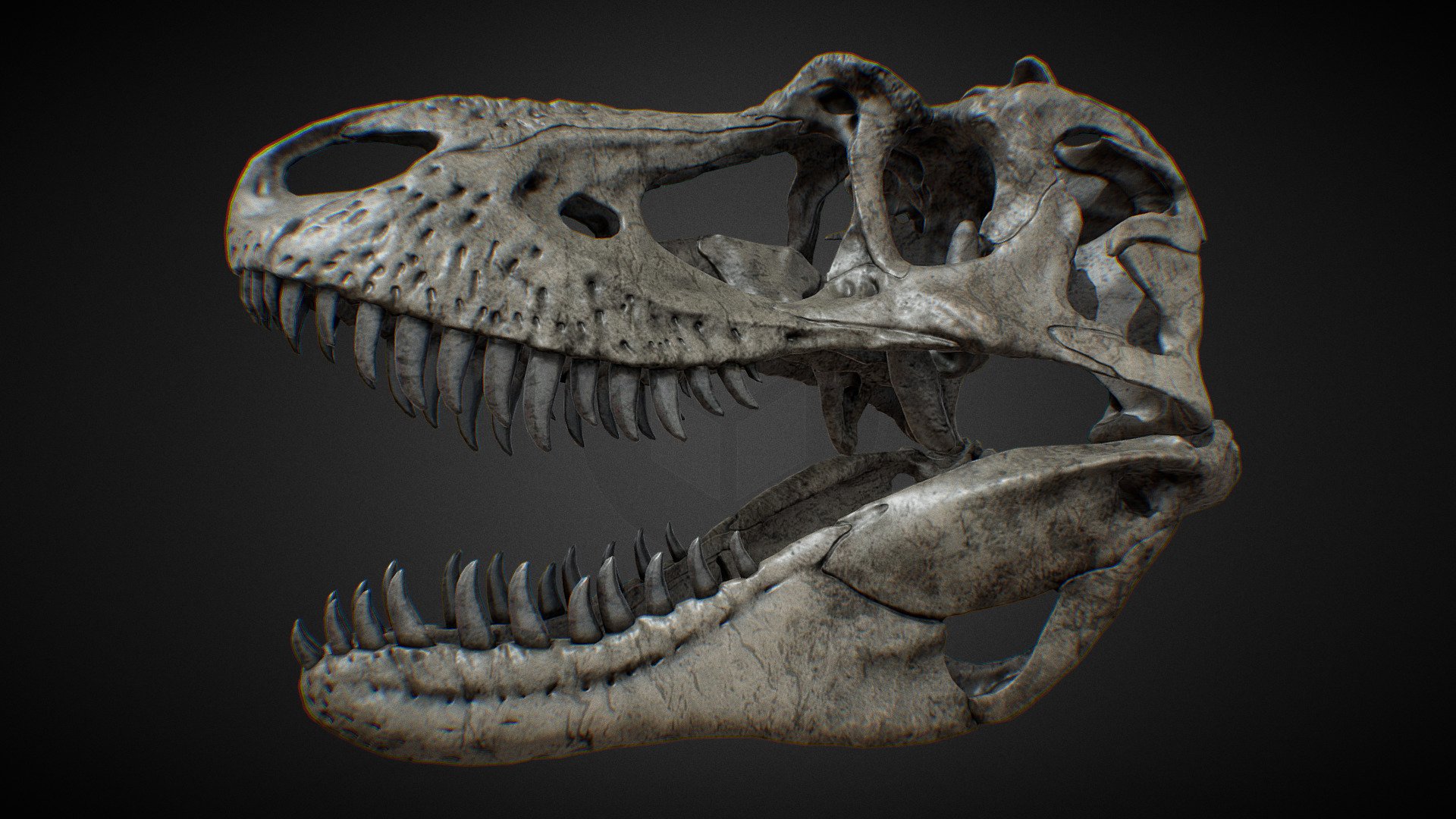 Low poly version of a sculpted reconstruction of the skull of an adult Gorgosaurus libratus. Mostly based on TCMI 2001.89.1 - Gorgosaurus skull - low poly - Buy Royalty Free 3D model by Olof Moleman (@lordtrilobite) 3d model