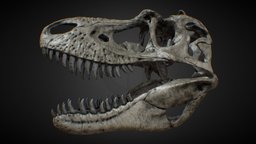 Gorgosaurus skull skeleton, tyrannosaur, bone, reconstruction, vr, fossil, paleontology, cretaceous, theropod, fosil, mesozoic, theropoda, tyrannosauridae, lowpoly, skull, dinosaur, gameready, noai