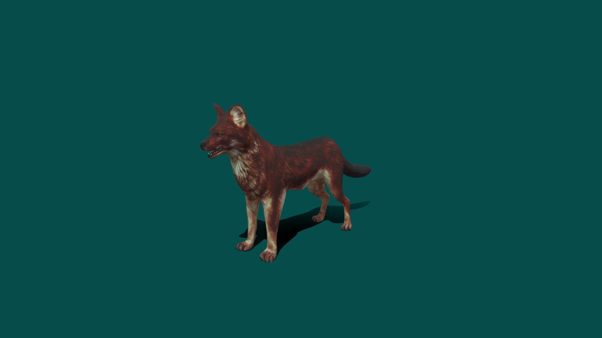 The dingo is an ancient lineage of dog found in Australia. Its taxonomic classification is debated as indicated by the variety of scientific names presently applied in different publications - WildDog_VR_Test - 3D model by Nyilonelycompany 3d model