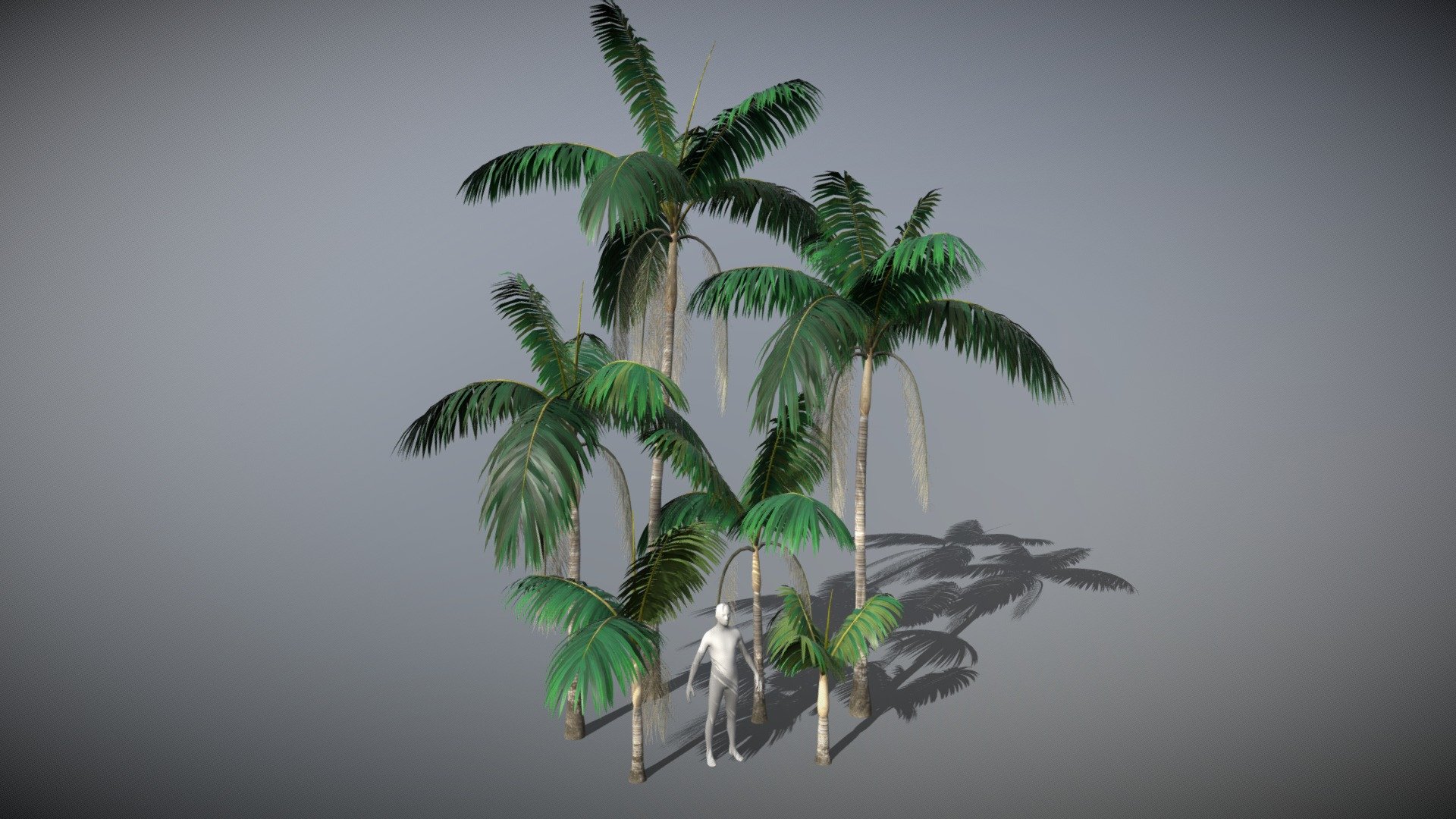 This growth succession of Dictyosperma Album (endemic palm tree) is part of my 2010 studies of Mauritius pristine vegetation. I have gathered reference images during fieldwork on site and used procedural modeling techniques to recreate them. I also made LODs for realtime applications. See https://bodoschuetze.de/portfolio/sciencealive_mauritius_3d/ for more Information 3d model