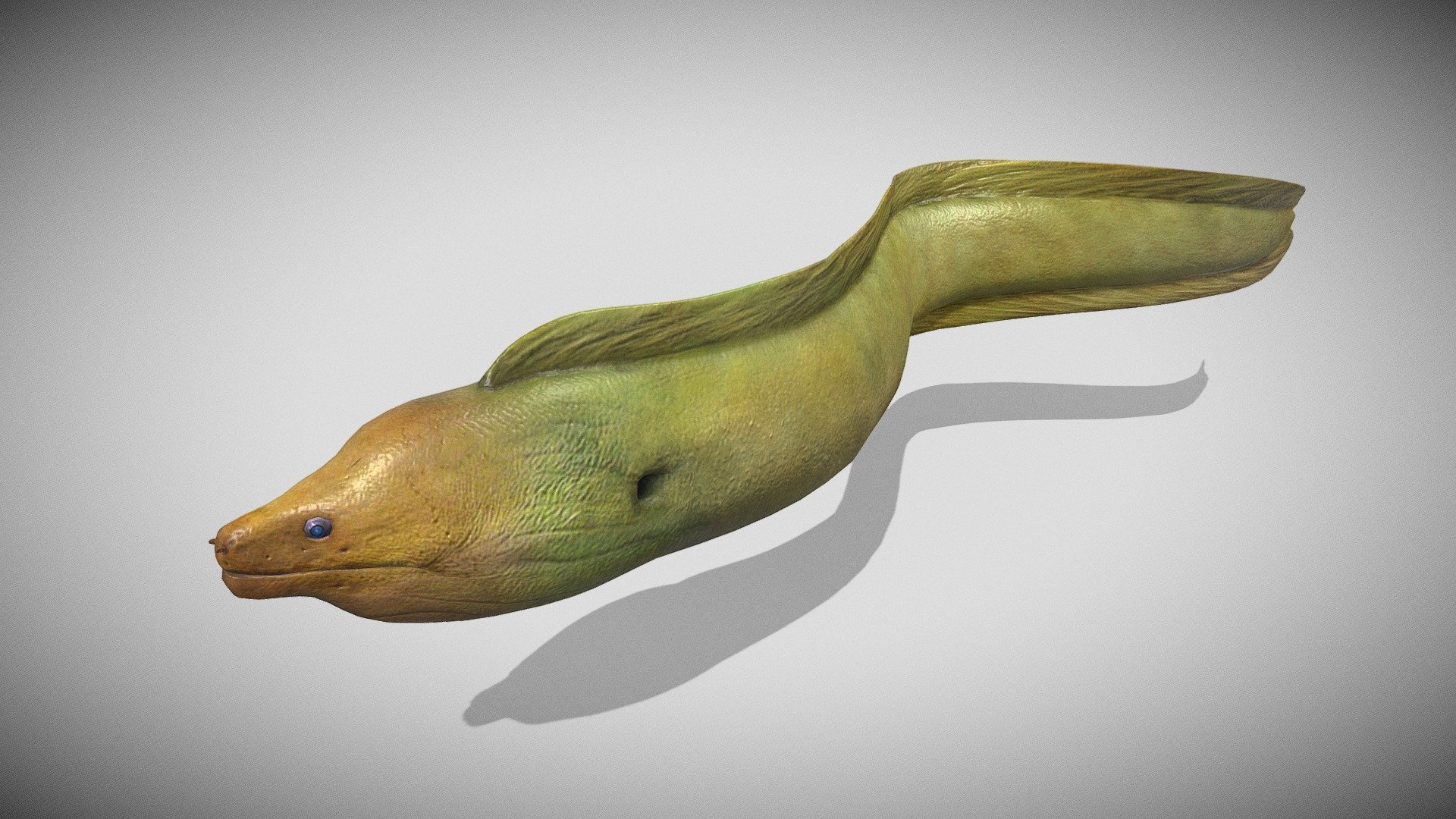 Realistic 3D model of a Yellow Moray Eel.

This 3D model can be licensed from MotionCow by Educators, 3D Artists and App Developers 3d model