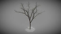 Eberesche 12 Meter Winter tree, winter, baum, game-ready, blender-3d, eberesche, lowpoly