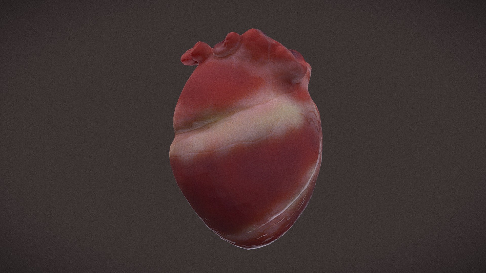 Maps Included: BaseColor Metallic Roughness Normal Height Customer Service Guaranteed. From the Creators at Get Dead Entertainment Please Like and Rate! :) - Human Heart - Buy Royalty Free 3D model by GetDeadEntertainment 3d model