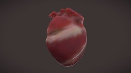 Human Heart body, heart, human, halloween